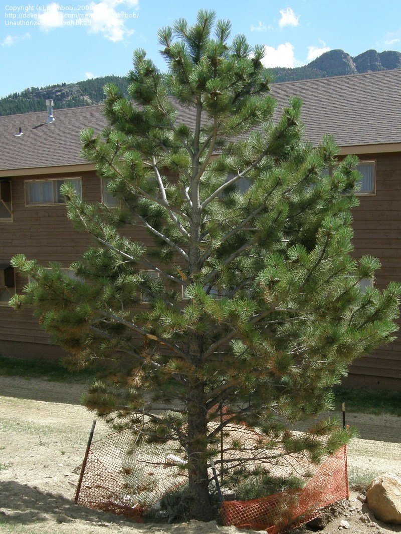 the ponderosa pine is toefl